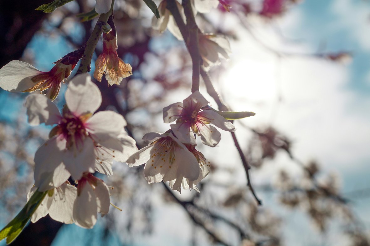 Mandelblüten im Sonnenlicht